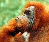 orangotango.jpg
